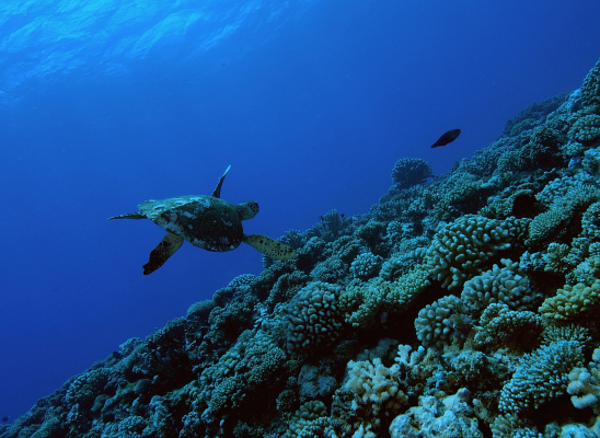 Pente externe récifale d’une île haute à Moorea, archipel des Iles du Vent, Polynésie française